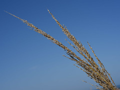 Panicum amarum amarulum