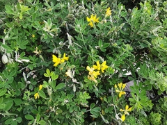 Medicago arborea