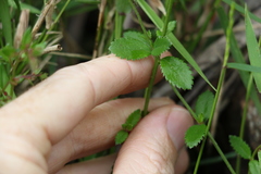 Gonocarpus oreophilus