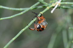 Cyriopertha massageta