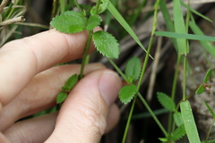 Gonocarpus oreophilus