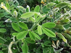 Medicago arborea