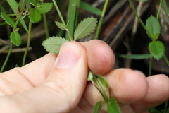 Gonocarpus oreophilus