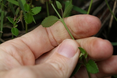 Gonocarpus oreophilus