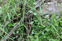 Gonocarpus oreophilus