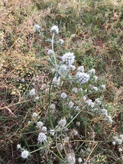 Eryngium nudicaule
