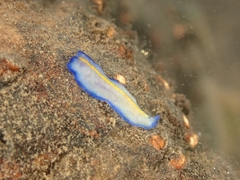 Pseudoceros galatheensis