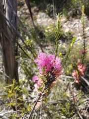 Melaleuca wilsonii