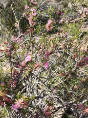 Melaleuca wilsonii