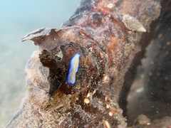 Pseudoceros galatheensis