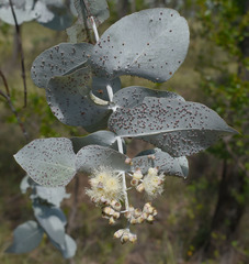 Eucalyptus shirleyi
