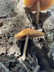 Pluteus leoninus