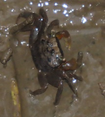 Parasesarma catenatum