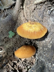 Pluteus leoninus