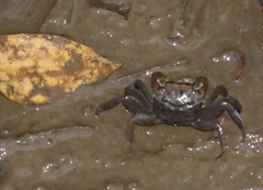 Parasesarma catenatum