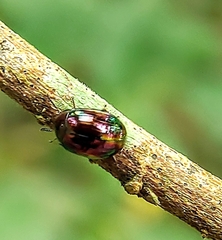Hemicera