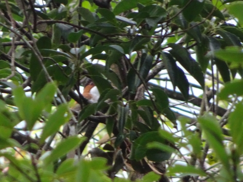 Chestnut Bulbul (Hemixos castanonotus)