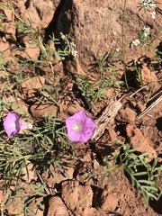 Ipomoea costellata