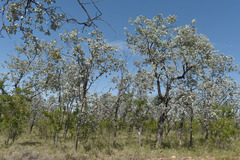 Eucalyptus shirleyi