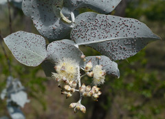 Eucalyptus shirleyi