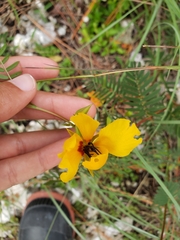 Chamaecrista deeringiana