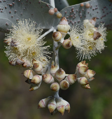 Eucalyptus shirleyi