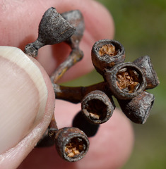 Eucalyptus shirleyi