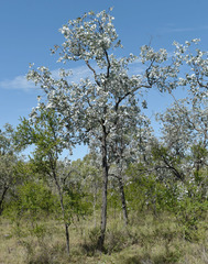 Eucalyptus shirleyi