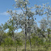 Eucalyptus shirleyi - Photo (c) Russell Cumming, some rights reserved (CC BY-NC), uploaded by Russell Cumming