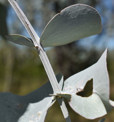 Eucalyptus shirleyi