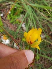 Chamaecrista deeringiana