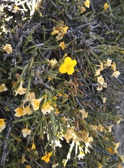 Menodora robusta