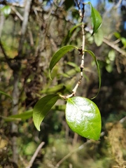 Cleistanthus cunninghamii