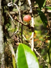 Cleistanthus cunninghamii