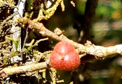 Cleistanthus cunninghamii