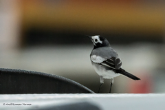 Motacilla alba