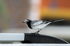 Motacilla alba
