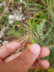 Chamaecrista deeringiana