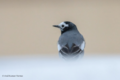 Motacilla alba