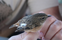 Saxicola rubicola