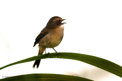 Saxicola ferreus