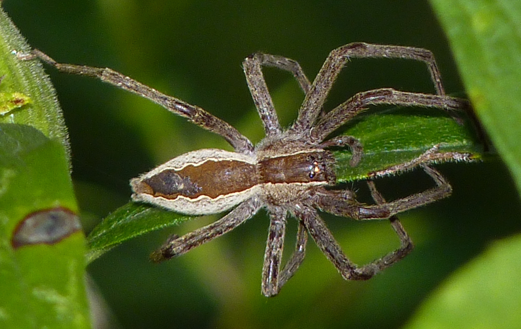 American Nursery Web Spider (Arachnids of Ohio) · iNaturalist