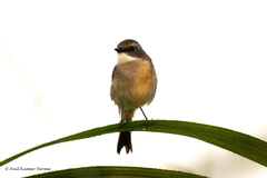 Saxicola ferreus