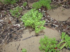Helichrysum asperum comosum