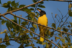 Oriolus xanthornus