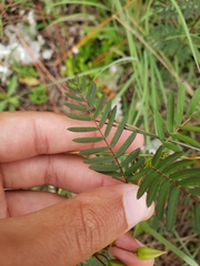 Chamaecrista deeringiana