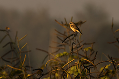 Saxicola maurus