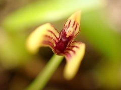 Bulbophyllum ngoyense