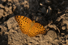 Phalanta phalantha