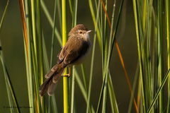 Prinia inornata